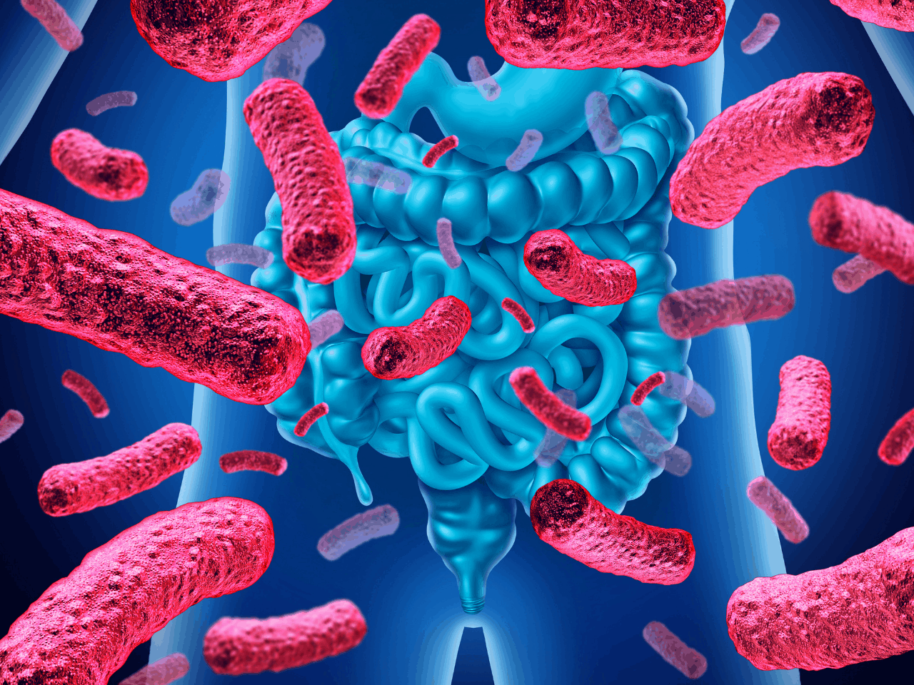 Hogyan támogatja a bélflóra a fogyást?