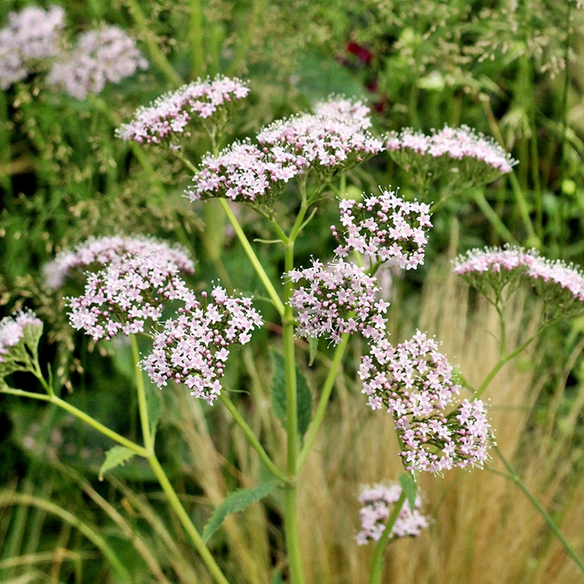 Nyugalom és pihentető alvás macskagyökérrel