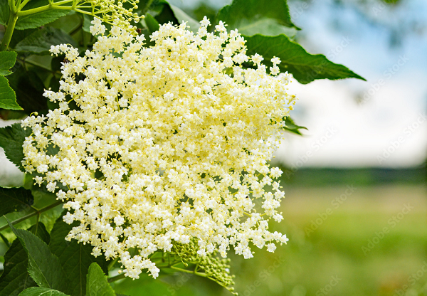 Milyen egészségügyi előnyei vannak a bodzának?