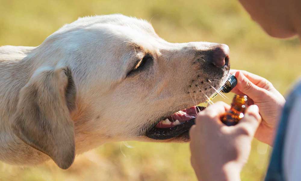 A CBD tényleg segíthet az agresszív kutyákon?