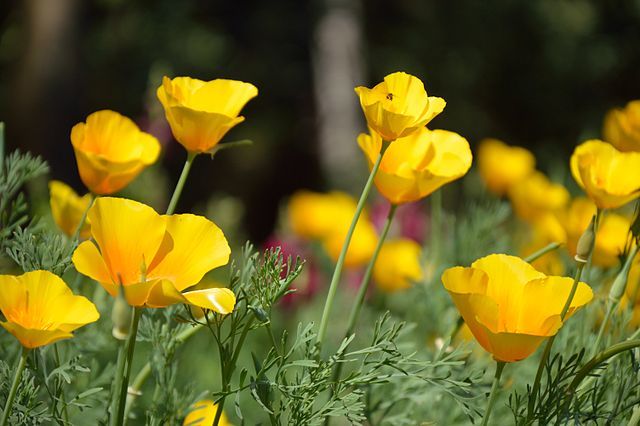 Kakukkmák, az alvászavar gyógynövénye