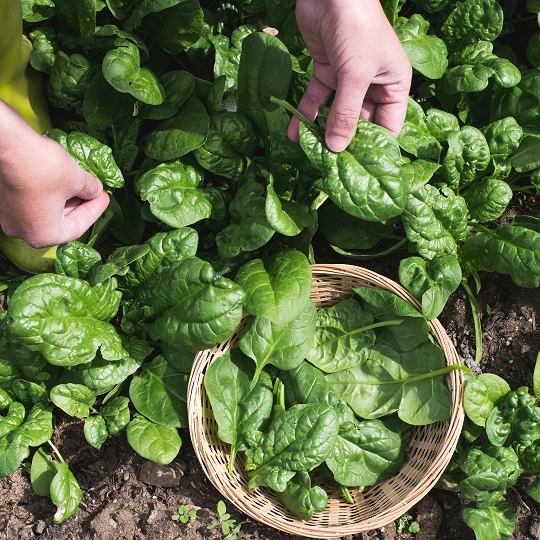 A spenót egészségügyi előnyei