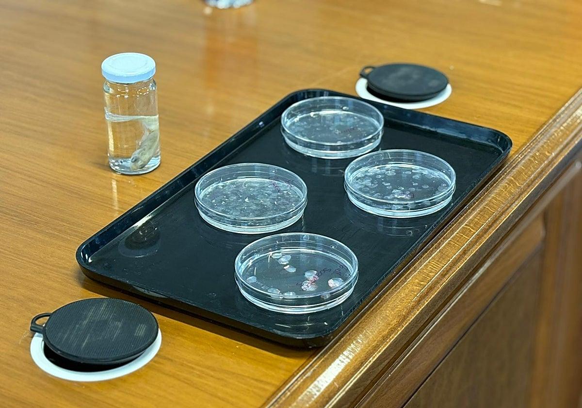 Spanyol kutatók halpikkelyből fejlesztettek szaruhártya-implantátumot