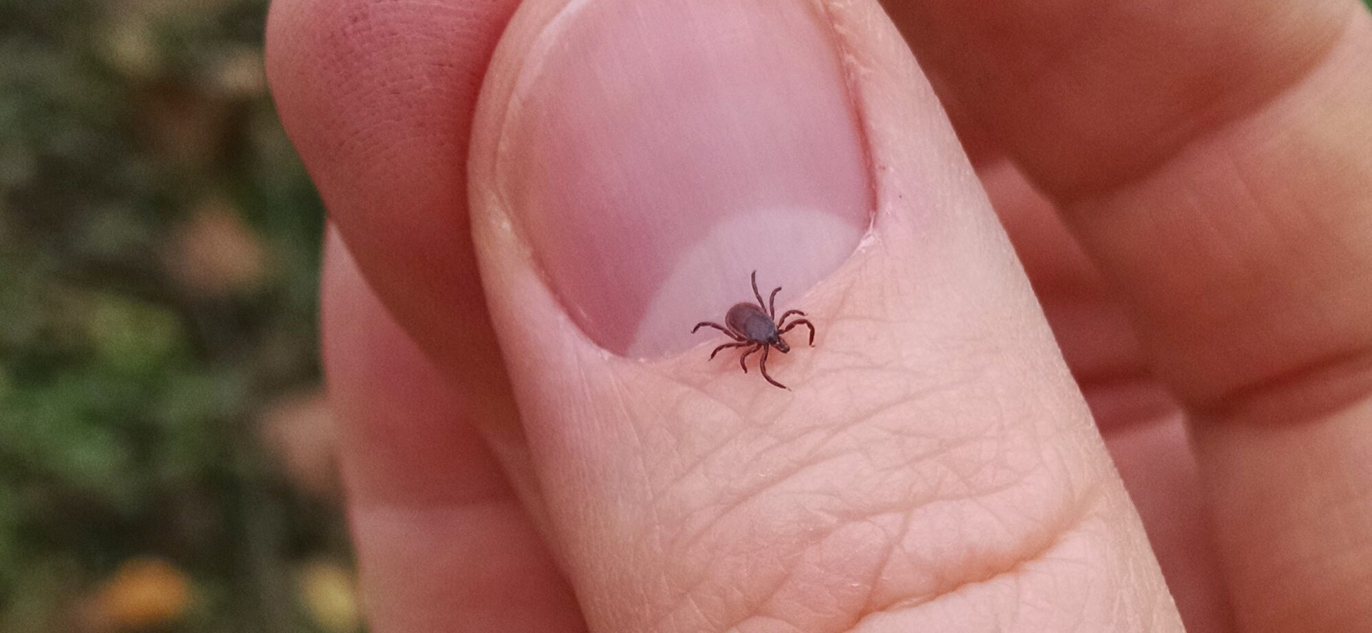 Lyme-kór elleni vakcina: biztató eredmények a klinikai vizsgálatokban
