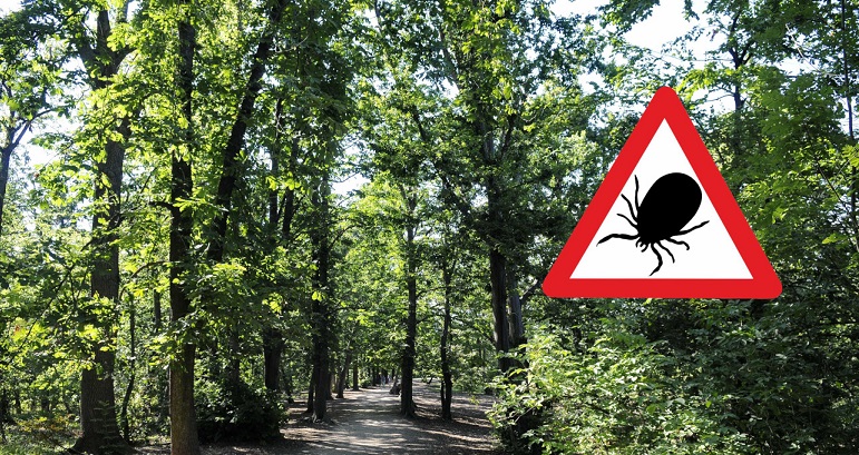 Kullancscsípés 2026: hogyan szedd ki biztonságosan, mikor kell antibiotikum, és mennyi ideig figyelj a Lyme-kór tüneteit?