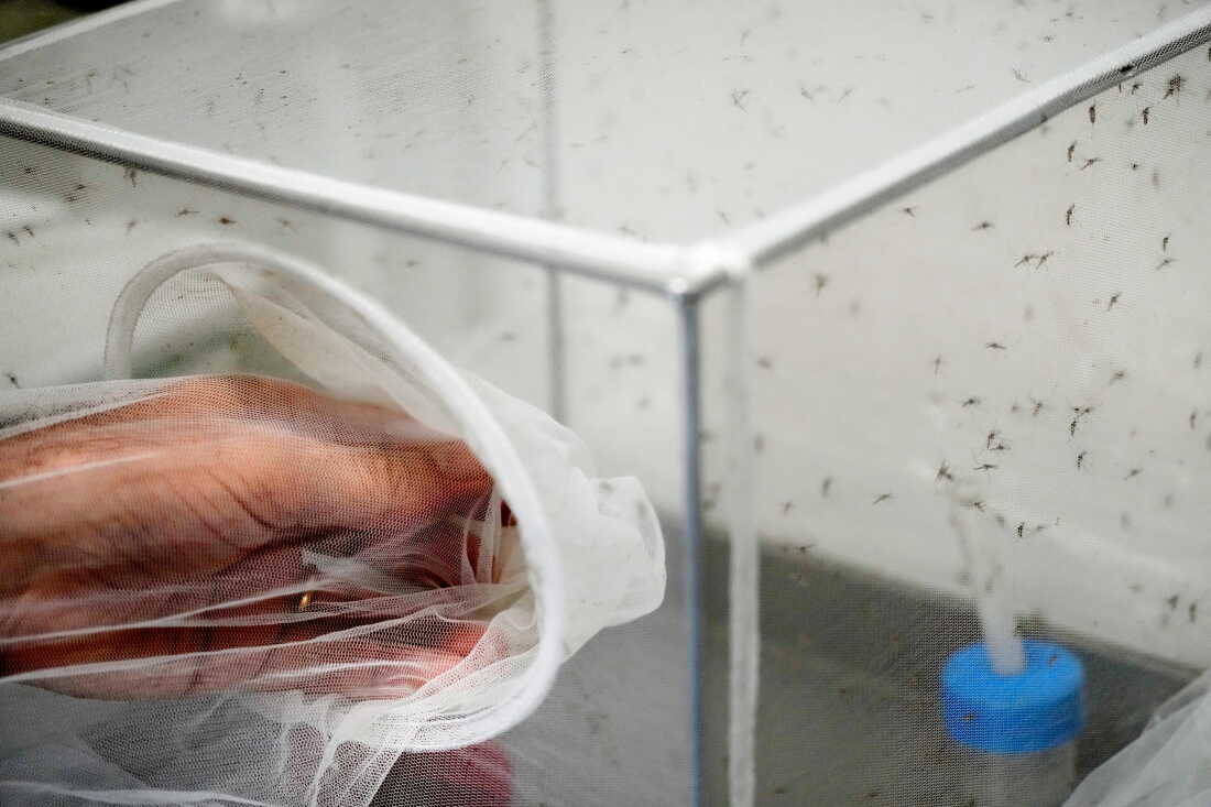 Rekordot döntött a nyugat-nílusi vírus Európában: egyre északabbra terjed