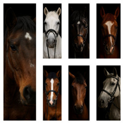 Baktói Lovas Iskola