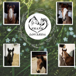 Ördöglovas Sportegyesület