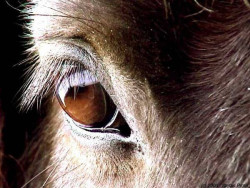 Dél-Alföldi Lovasudvar