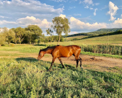 Lovas Nyaralás,  Lovasiskola