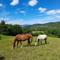 Fárikúti Lovas Birtok