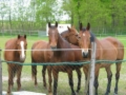 Zarándok Lovastanya