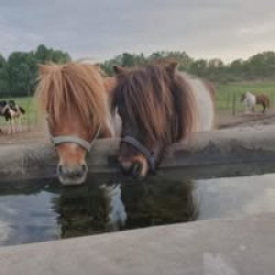 Lóbarátok Lovarda - Holdas Lovas Tanya